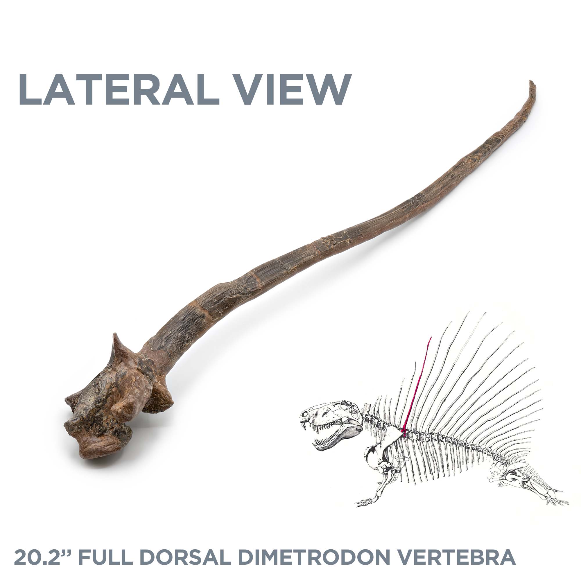 20.2" Full Dorsal Dimetrodon Vertebra - Spine Sail - Image 6