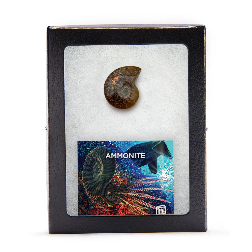 Ammonite - Image 5