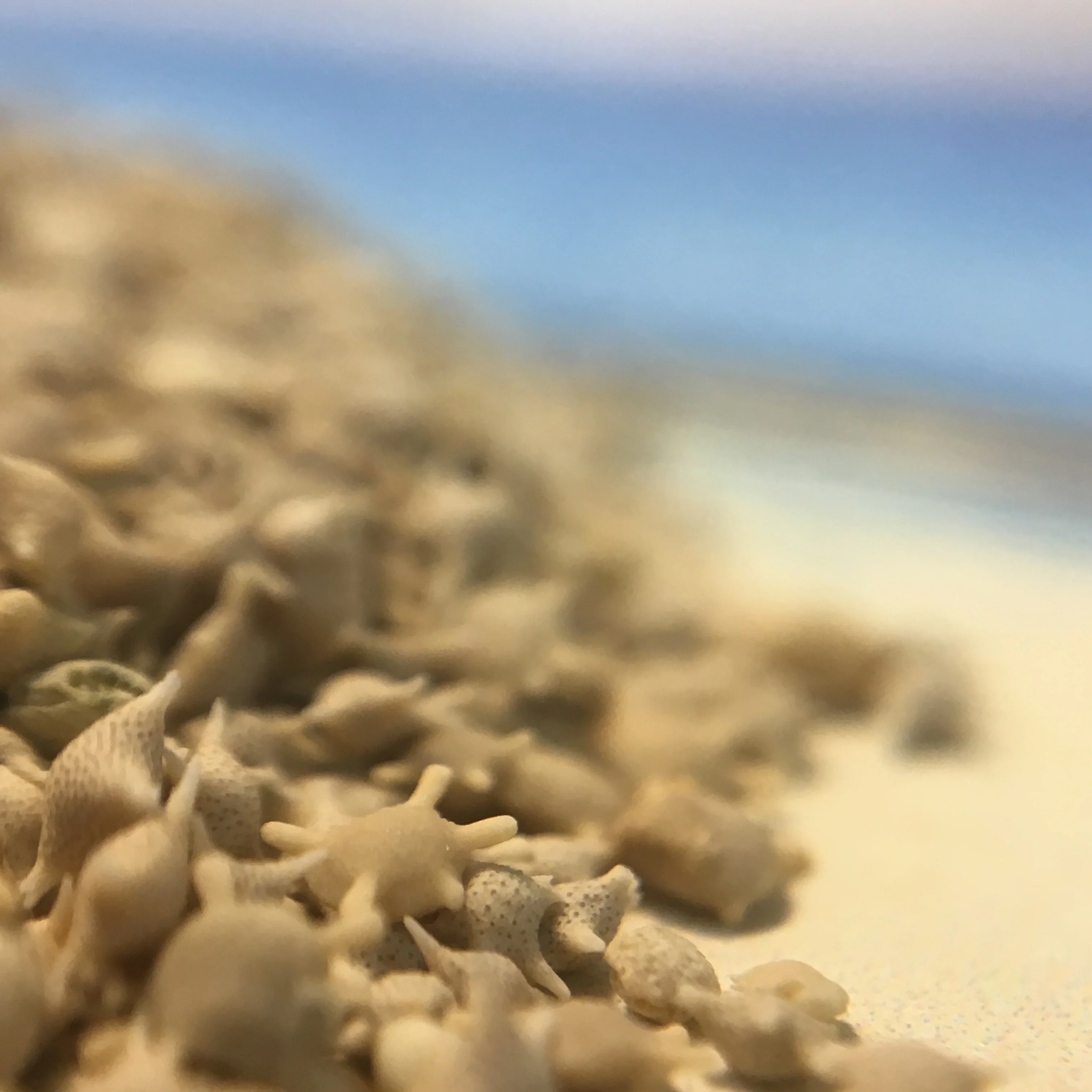 Japanese Star Sand - Image 4