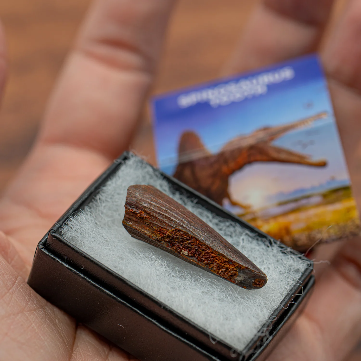 Super Spinosaurus Pocket Fossil - Image 3
