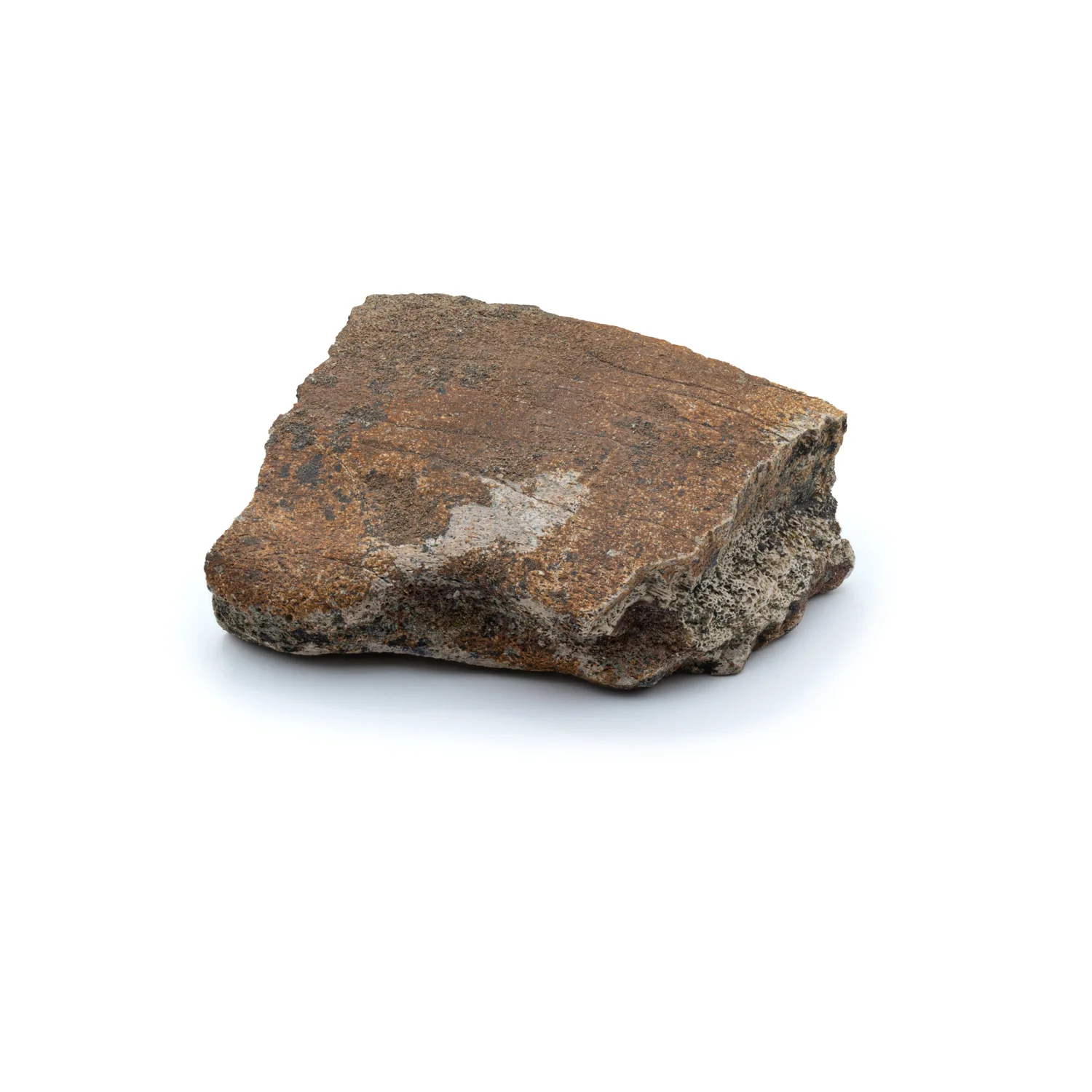 Triceratops Frill Classic Boxed Specimens - Image 6